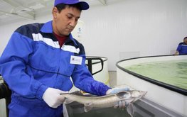 Казахстанcкие рыбные фермы в семь раз увеличили объем выращенной рыбы за пять лет